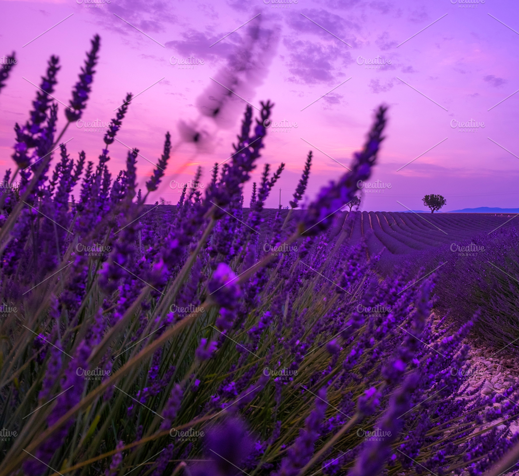 Lavender containing lavender, flowers, and defocused, a Nature Photo by Atropos Images