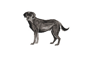 Watercolor Black Labrador Clipart