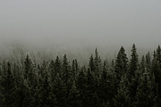 Trees and fog featuring nature, trees, and fog, a Nature Photo by Wild Wander Collective (Thumbnail 2 of 2)