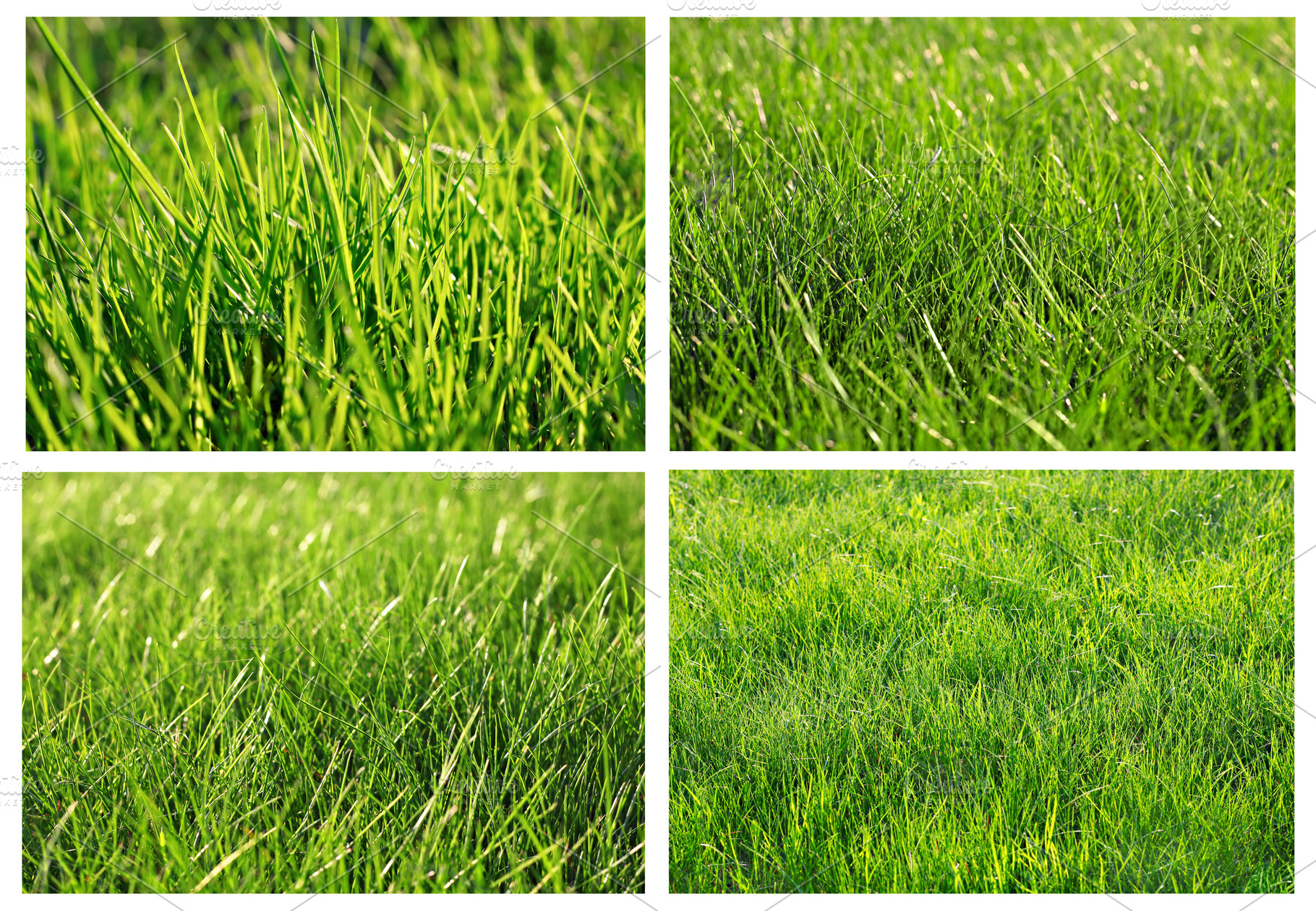 Green grass set, a Photo by saiko3p