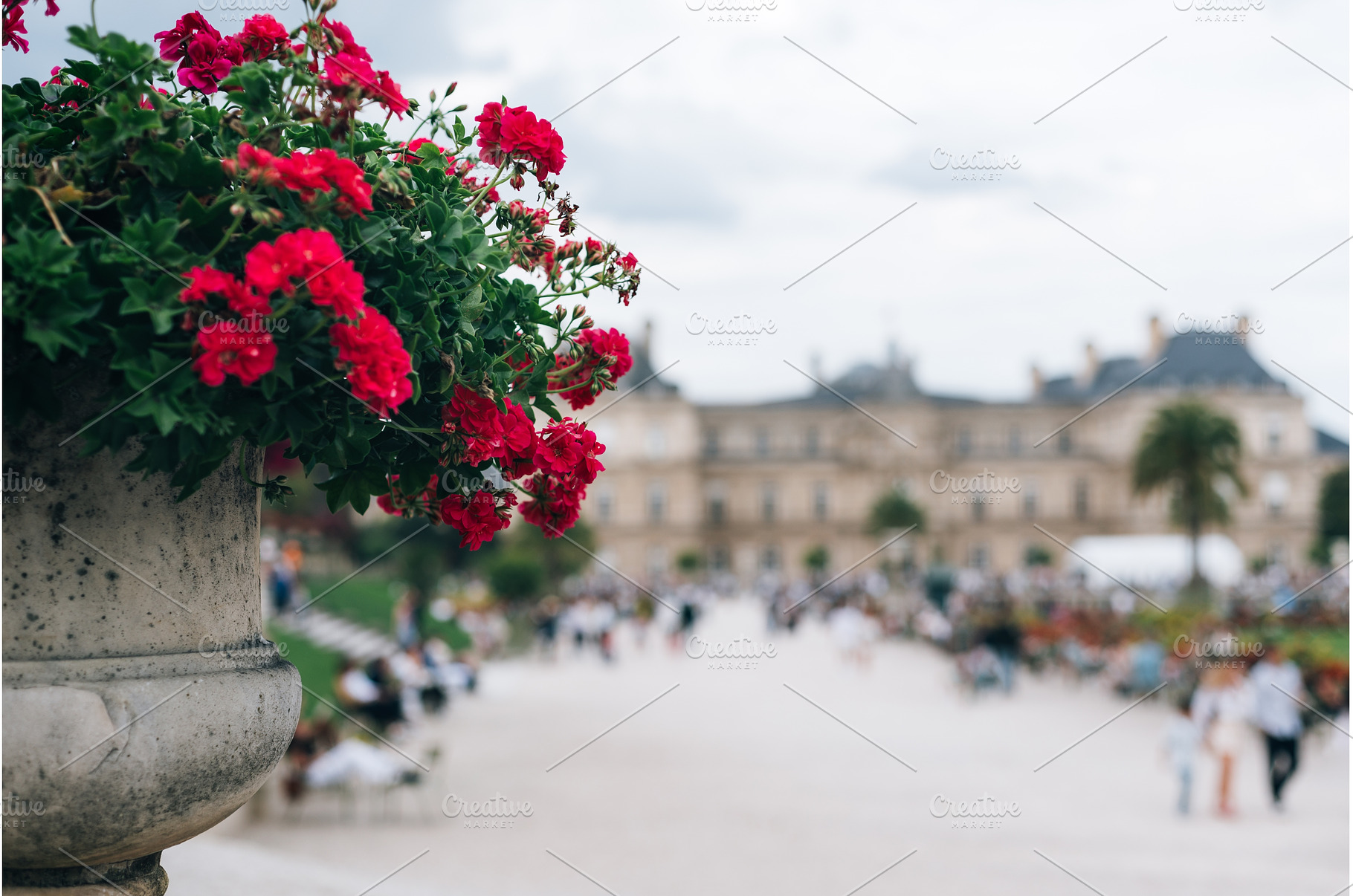 Summer flowers in Luxembourg garden, a Nature Photo by MAnuta