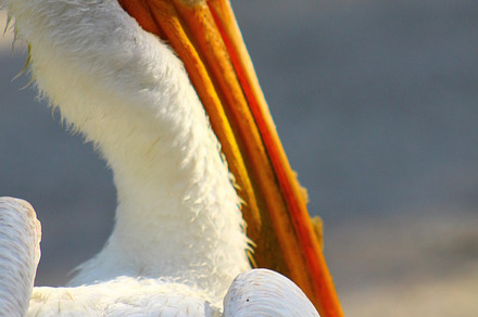 Nature flamingos peacocks & more stock photo containing south florida and