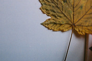 Stock photo: Autumn mood, an Abstract Photo by Kasia Górska (Thumbnail 2 of 2)
