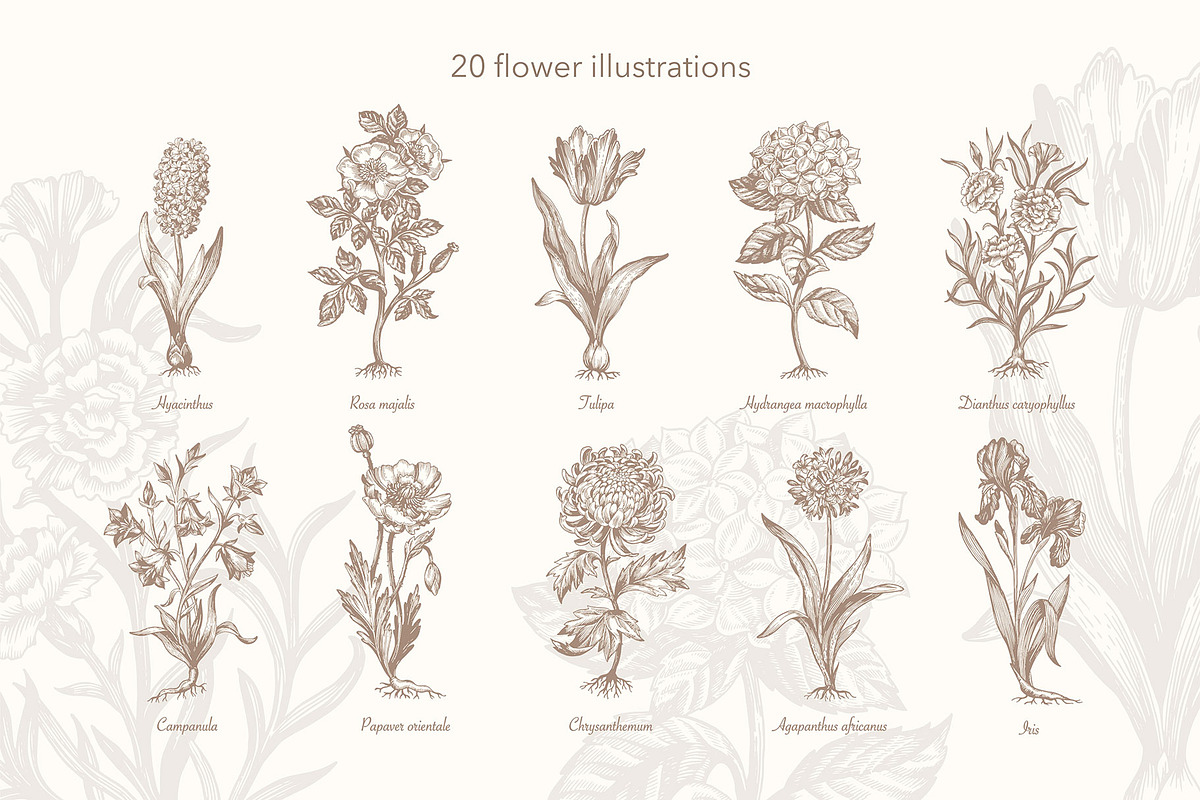 27 Vintage Botanical Illustrations, an Illustration by Anna Smirnova (Photo 2 of 12)