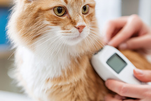 Veterinarian examining a fluffy orange cat, an Animal Photo by AlyaAnd