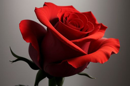 Red Roses photograph, a Wallpaper Photo by ComfortQ