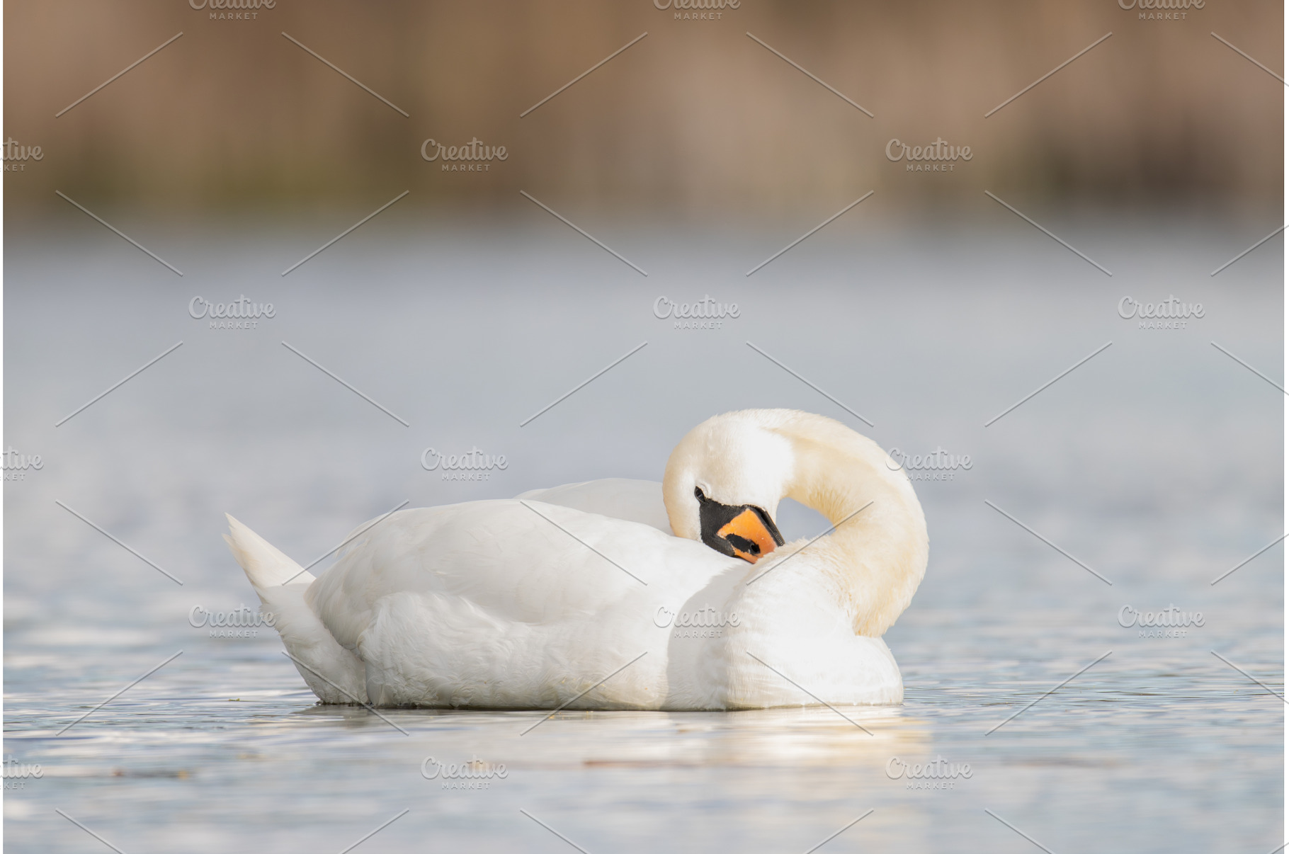 Elegant White Mute Swan Peacefully, an Animal Photo by Pakosta
