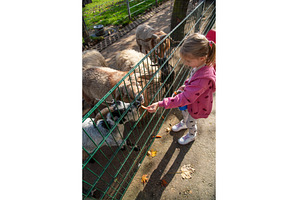 Adorable cute preschool girl feeding, an Animal Photo by MadPhotos