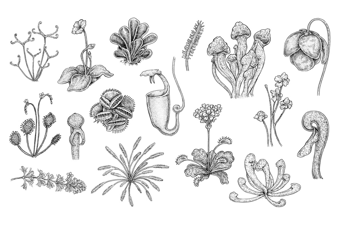 Carnivorous Plants, an Object Illustration by Eugenia Hauss Design (Photo 3 of 3)