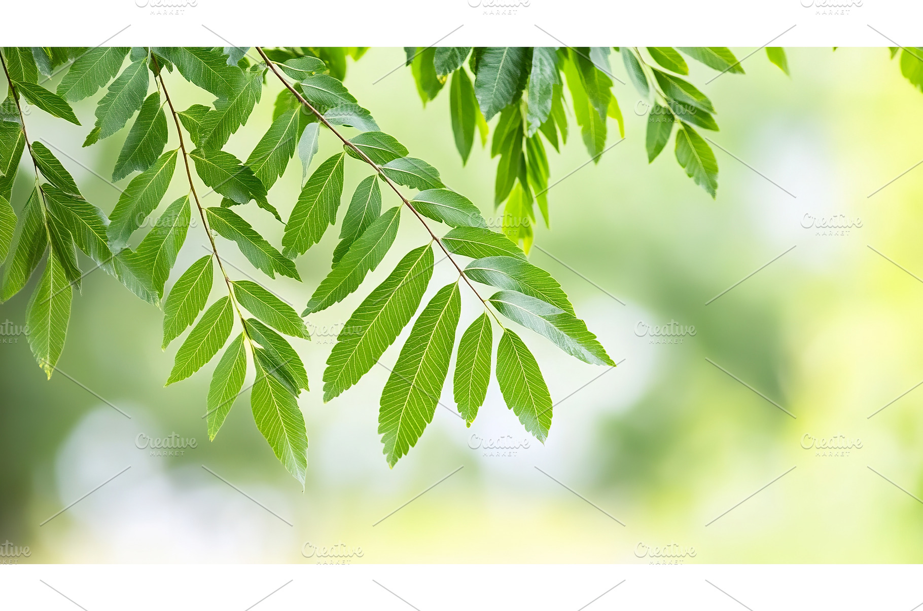 Green leaves on tree branch with, a Nature Photo by Lermont51