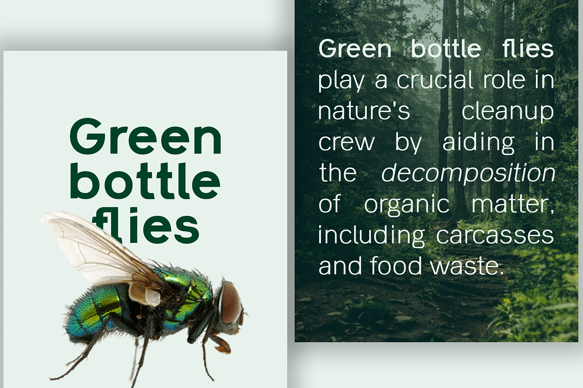 Lacerika Modern Sans Serif Font, a Sans Serif Font by IWMType (Photo 3 of 7)