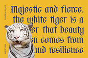 Bluster Elation Modern Blackletter, a Blackletter Font by timelesstype.co (Thumbnail 4 of 20)