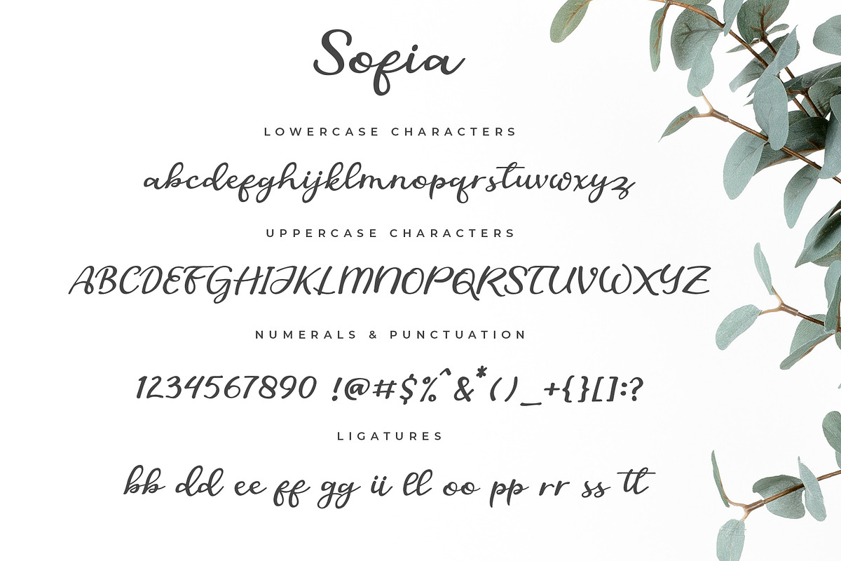Sofia Script Font preview 5
