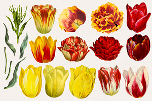 Vintage Watercolor Tulips