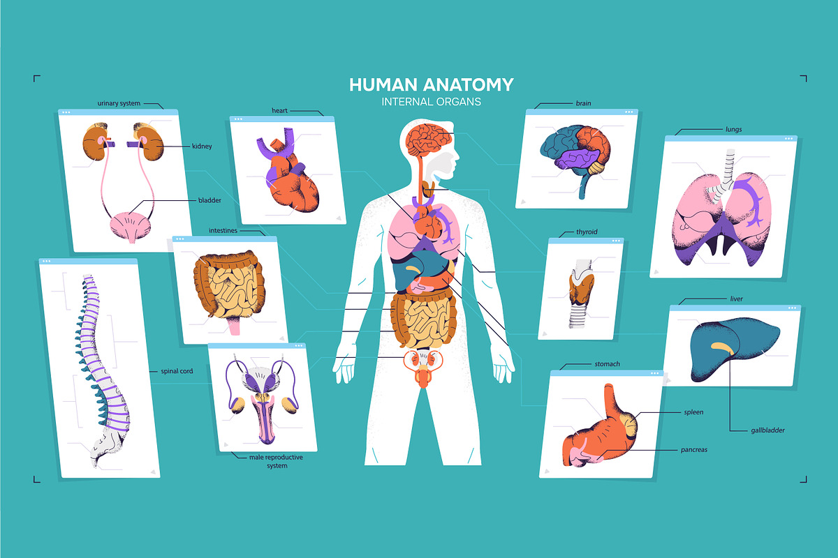 Male body anatomy, internal organs, a Healthcare Illustration by PaperTrident (Photo 1 of 4)
