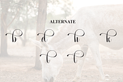 Donkeys | Script Font, a Handwritten Font by Scratchones (Thumbnail 8 of 9)