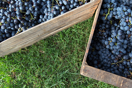 Italian grapes