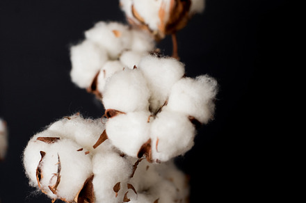 Cotton containing softness, cotton, and plant, a Nature Photo by Julia Brenner