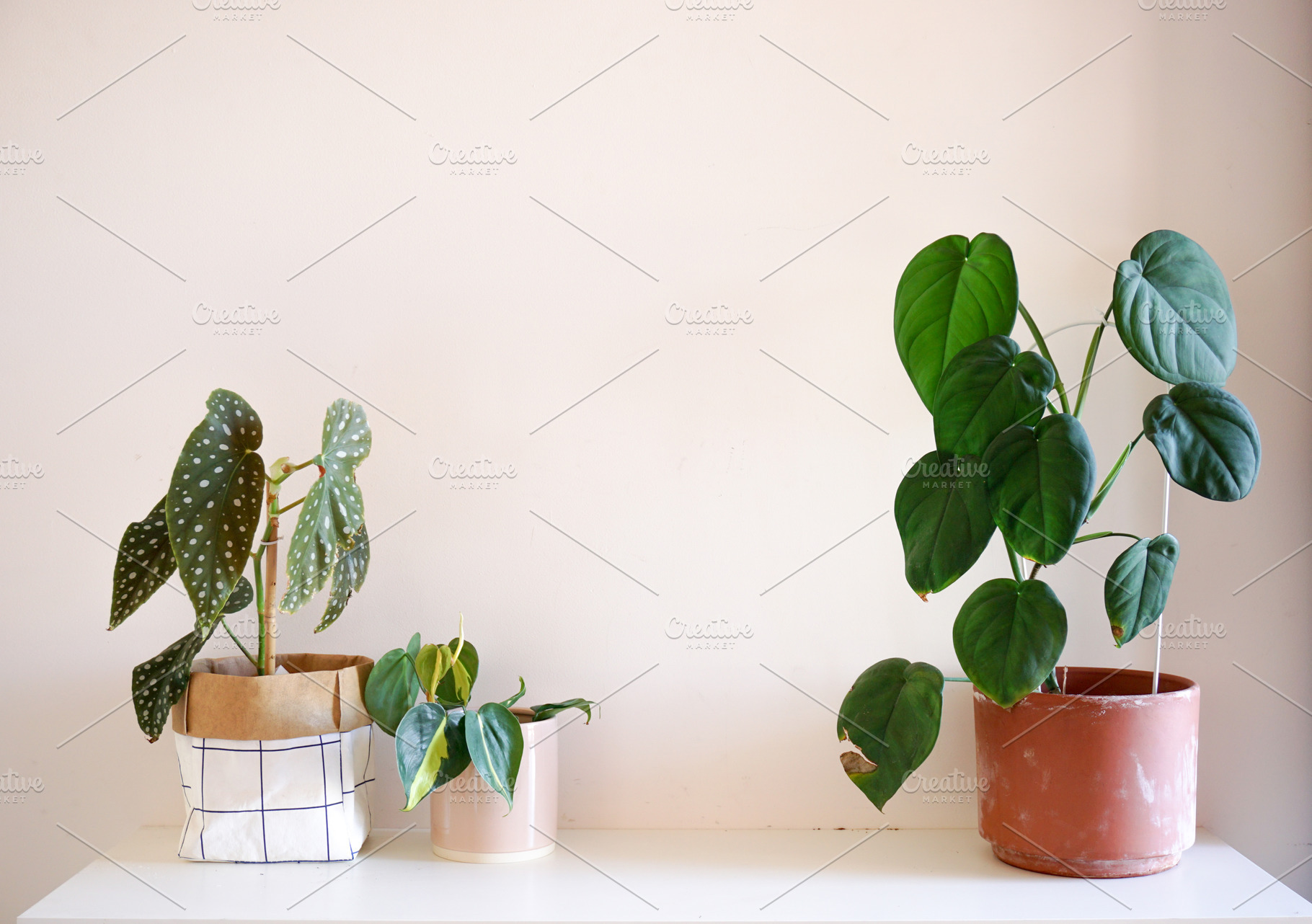 Indoor plants featuring plant, indoor plant, and begonia, a Nature Photo by Merinda Designs
