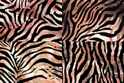 Rose Gold Zebra Stripes Patterns, a Pattern Graphic by PrintablesByFranklyn (Thumbnail 5 of 6)