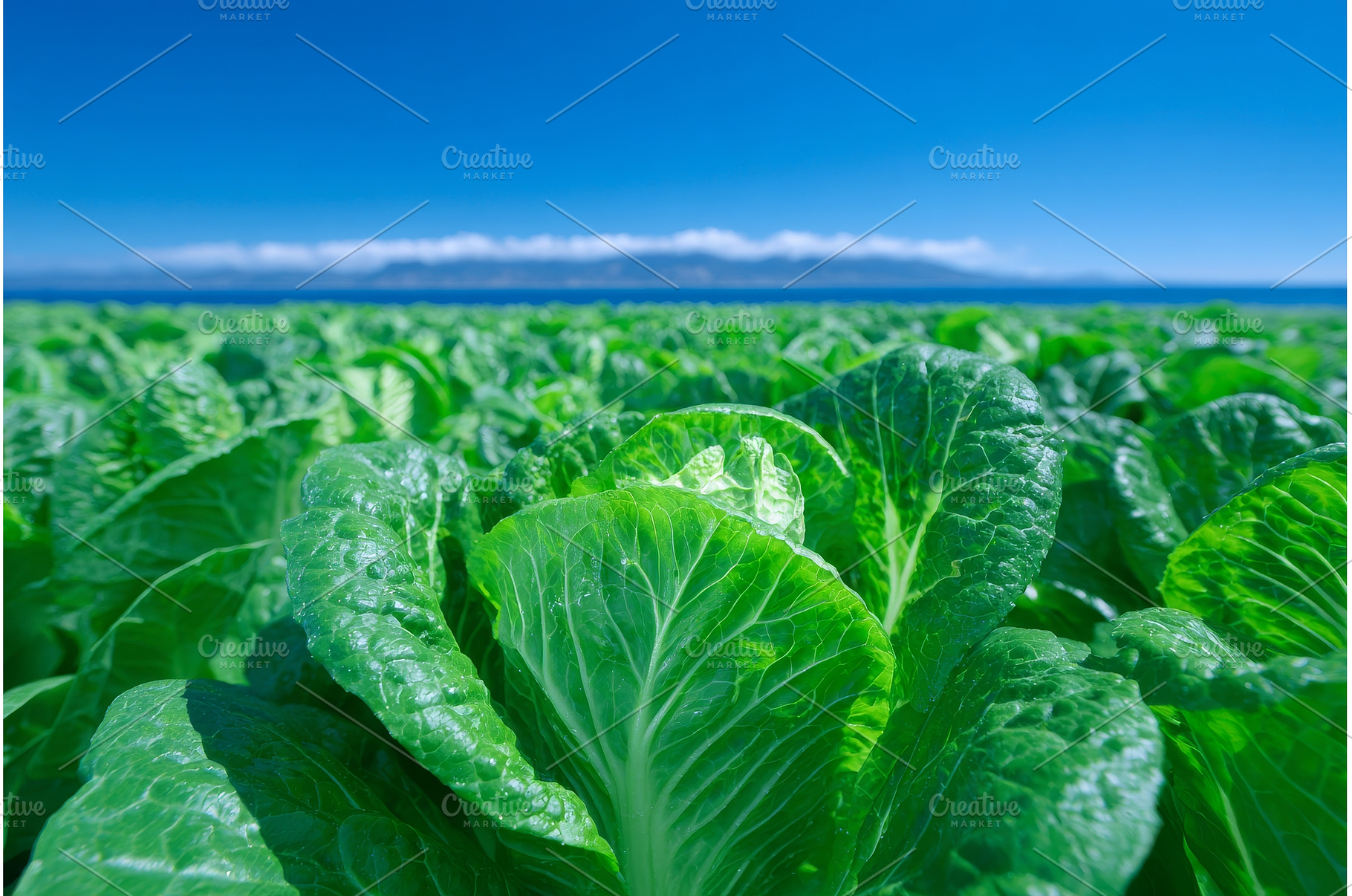 Organic lettuce is cultivated in a, a Nature Photo by ZinetroN