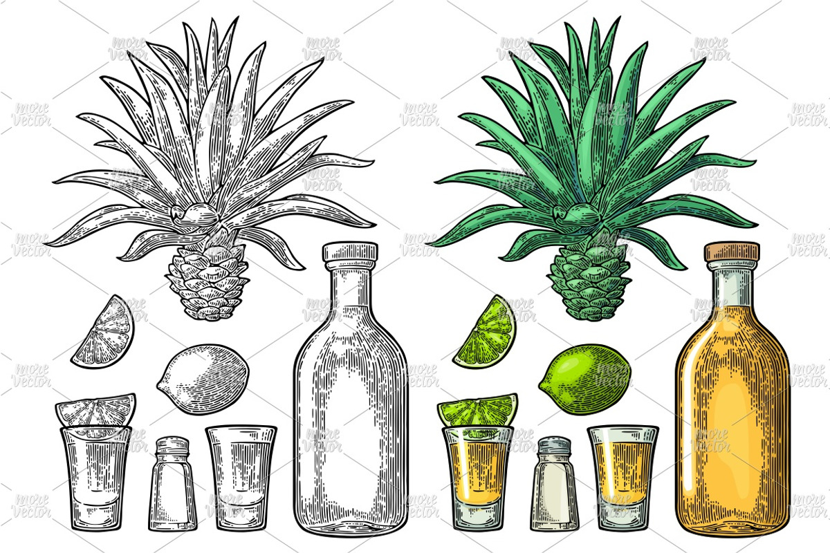 Tequila. Illustrations and posters, an Illustration by MoreVector (Photo 2 of 11)
