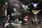 Birds watercolor illustrations, an Animal Illustration by Vero Arts (Thumbnail 2 of 11)