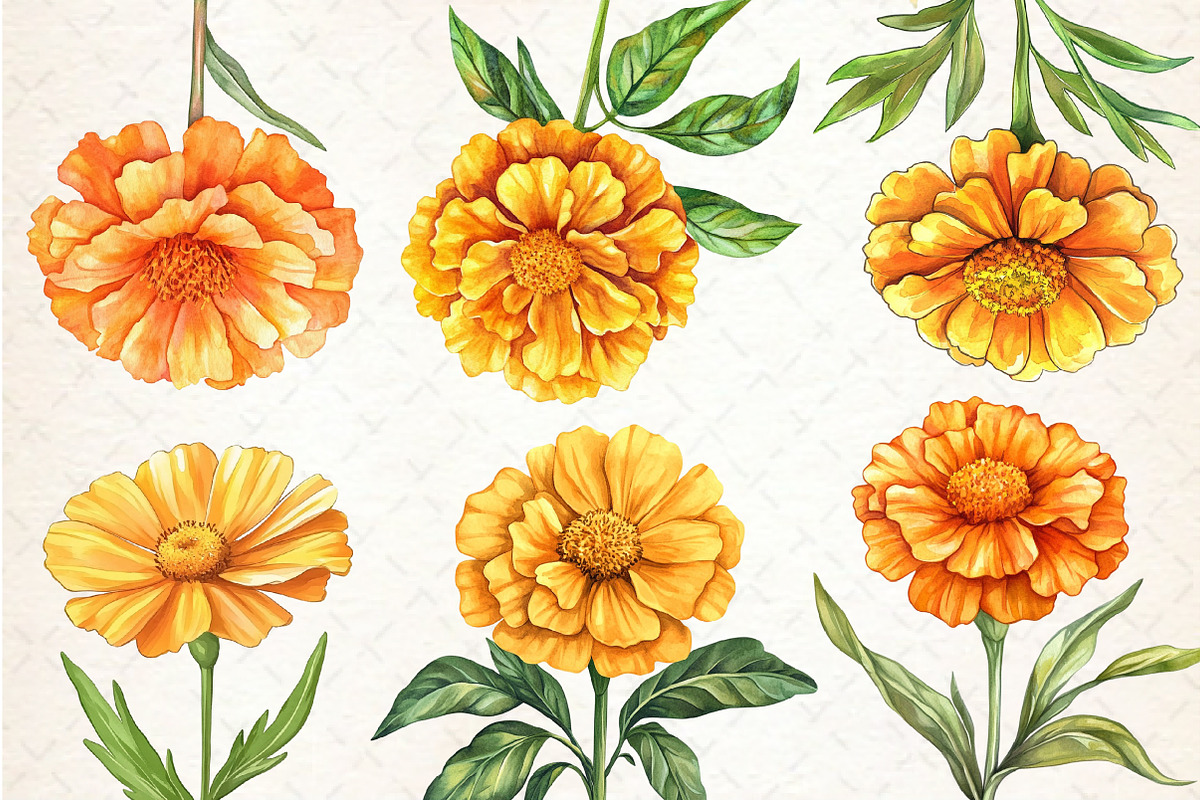 Marigold Flower Bloom Clipart, an Illustration by Rose Art (Photo 2 of 8)