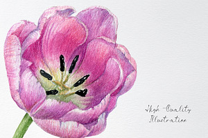 Watercolor Tulip Flower Clipart