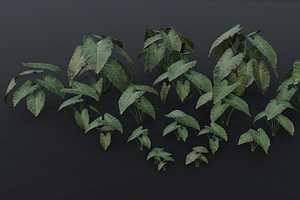 The BroadLeaf Taro Bush