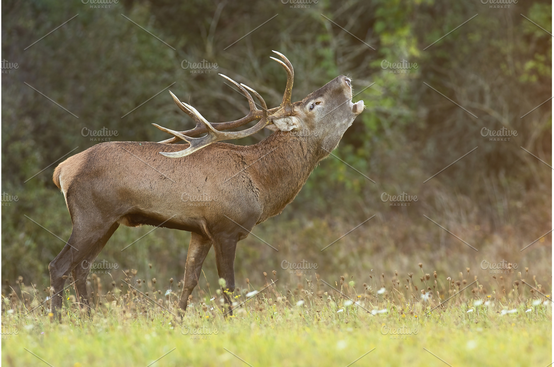 Red deer roaring on meadow in autumn, an Animal Photo by WildMedia
