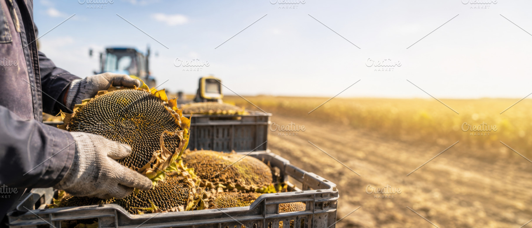 Harvesting sunflowers in a sunny fie, a Photo by Dvoevnore photos