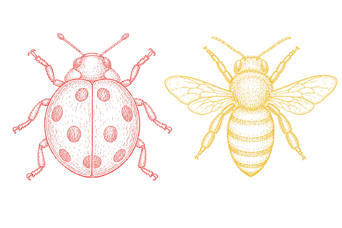 Hand Drawn Insects and Bugs Clipart, an Illustration by Dream Creation (Photo 5 of 5)