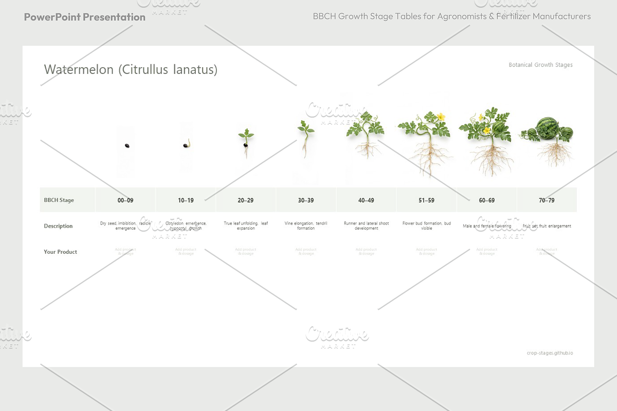 BBCH Growth Stages Cucurbits, a Presentation Template by Ilia Design (Photo 5 of 6)