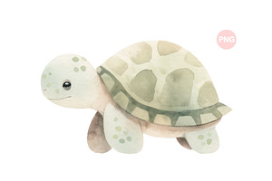 Cute Baby Turtle Animal