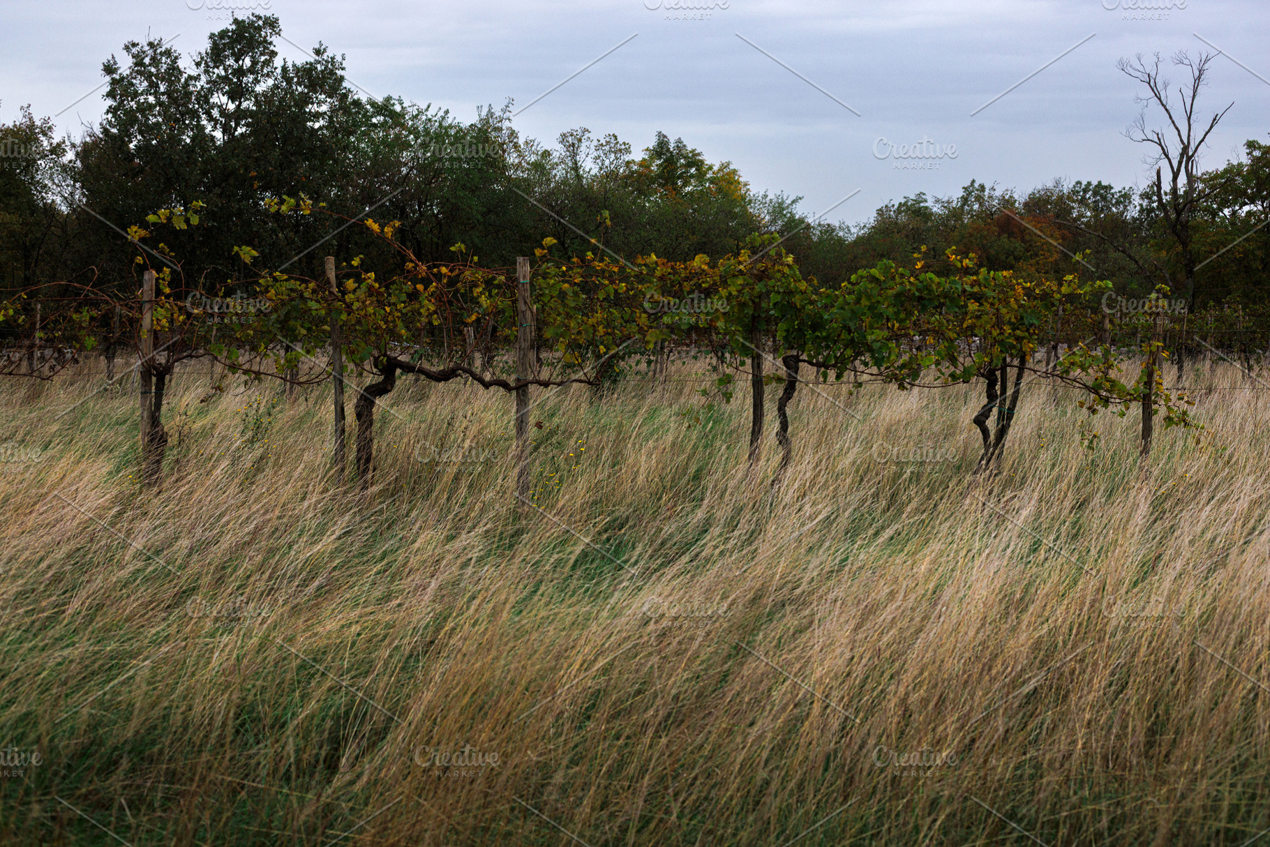 Organic vineyard on a meadow, a Nature Photo by Bepslabor