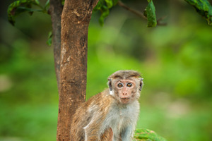 Monkey sits quietly by the tree in a lush green setting during daylight hours n, an Animal Photo by Byrdyak