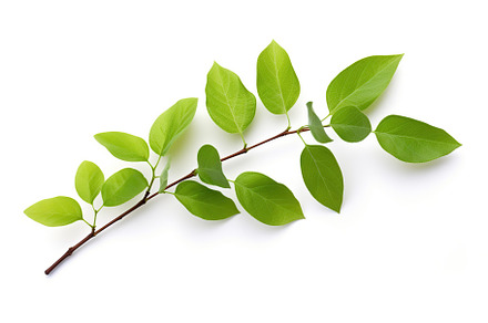 Branch with green leaves on white background, a Nature Photo by AlyaAnd