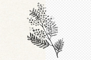 Mimosa. Hand-drawn sketch, an Illustration by Canatic (Thumbnail 2 of 4)