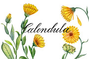 Calendula flowers, a Healthcare Illustration by Watercolor life (Thumbnail 1 of 2)