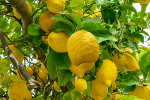 Plenty of ripe lemon fruits on lemon tree and blue sky at the ba, a Food & Drink Photo by Volff