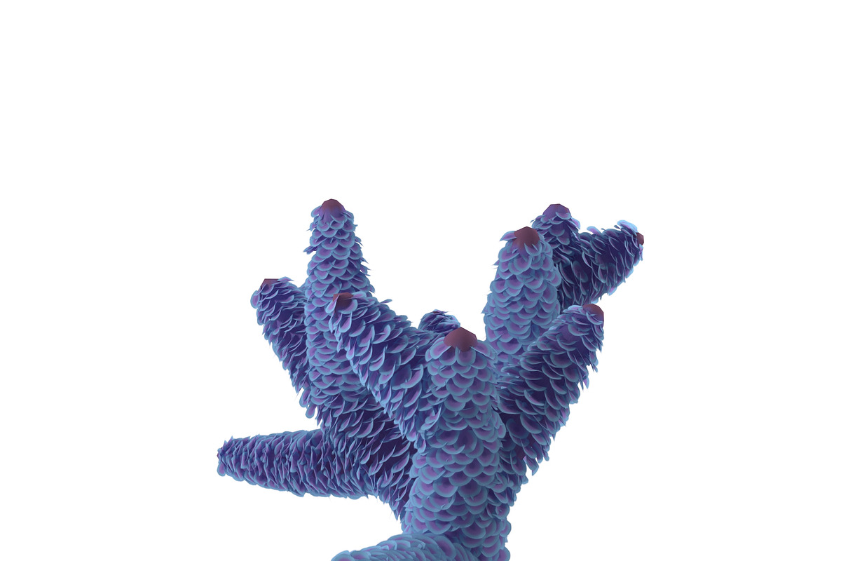 Seaweed, an Environmental 3D Model by AndrewWhite (Photo 2 of 9)