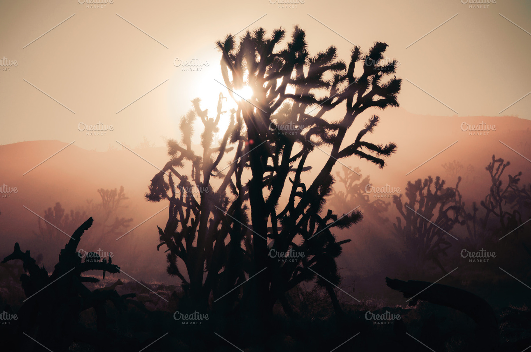 Joshua Trees At Sunrise