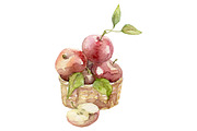 Watercolor 24 fruits set, a Food Illustration by My watercolor shop (Thumbnail 10 of 16)