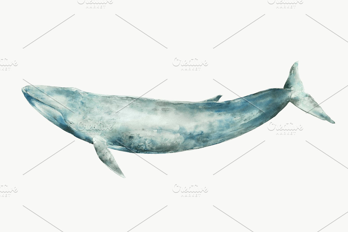 Watercolor Blue Whale Clipart, an Animal Illustration by Kolorata Art (Photo 1 of 3)