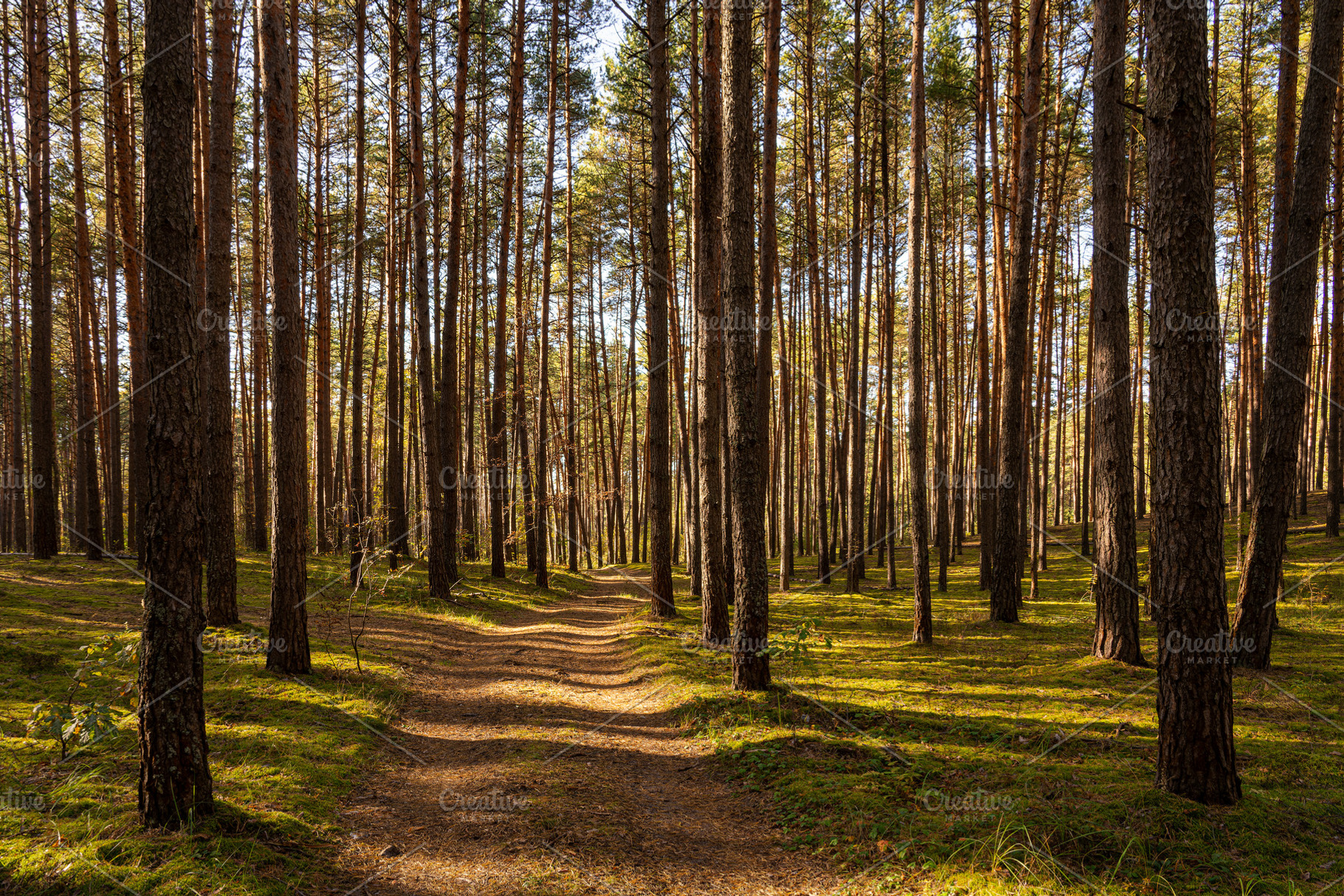 Green moss and grass on a ground in tall pine forest with hiking trail. An outd, a Nature Photo by Eugene_Photo