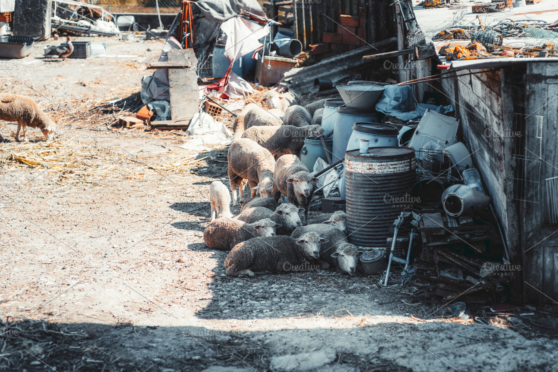 Sheep resting near farm clutter, an Animal Photo by SkyNext