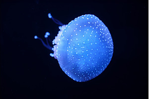Tropical Jellyfish Phyllorhiza, an Animal Photo by f9photos