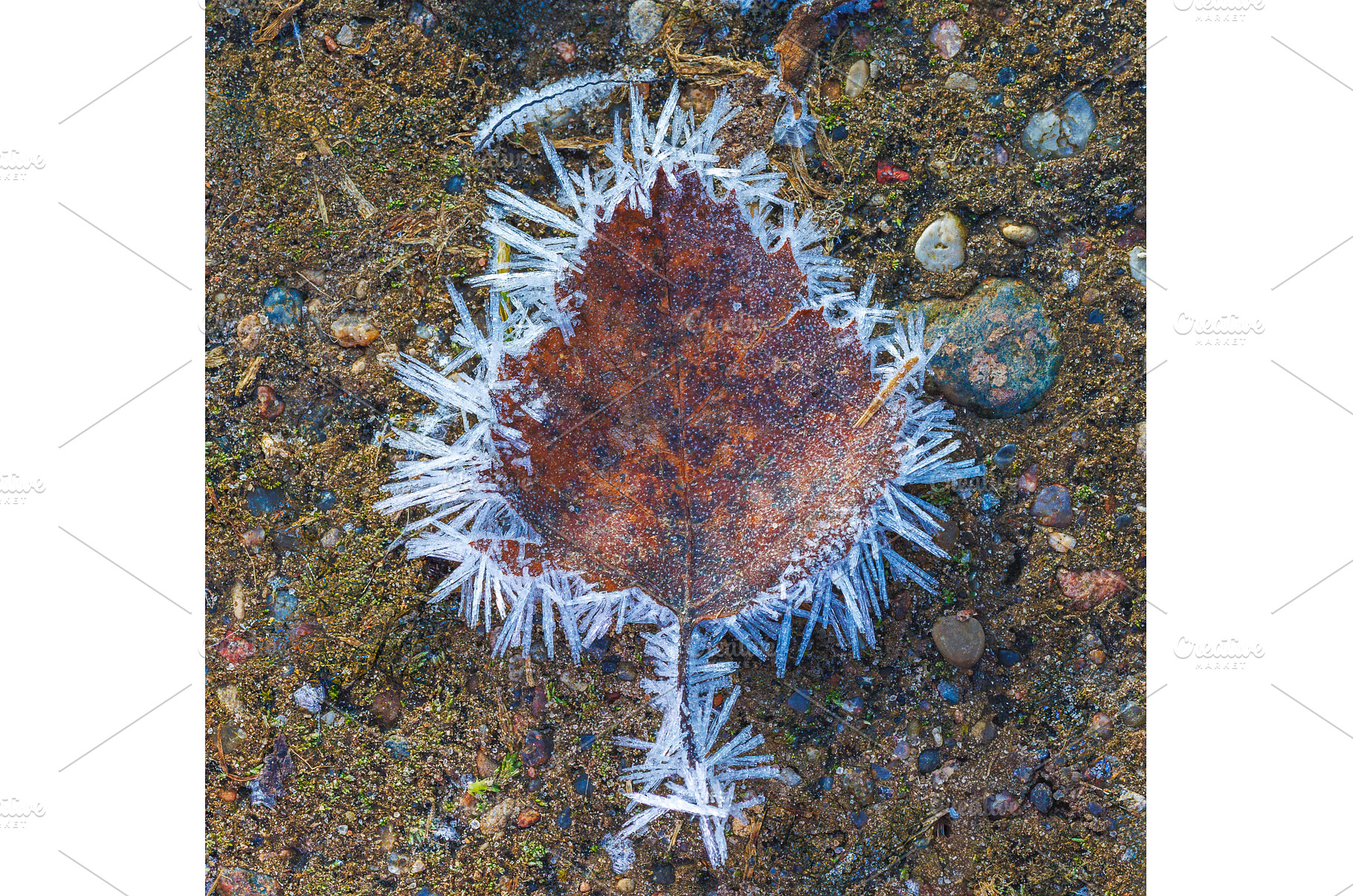 Brown leaf covered in frosty ice, a Background Photo by Lukas Jonaitis SHOP