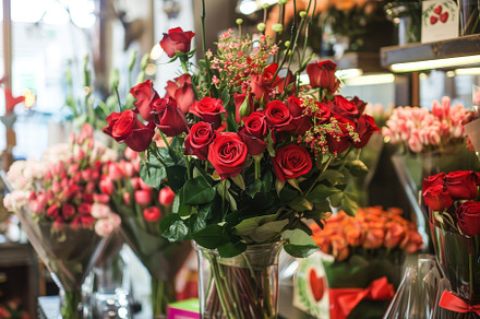 A stunning display of fresh red rose, a Photo by Tanuart